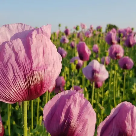 Countryside-lovers - Ganzes Haus 100m² Fuer Euch Allein Mit Garten Dom wakacyjny Halsbrucke