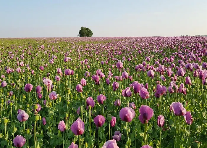 Holiday home Countryside-lovers - Ganzes Haus 100m² Fuer Euch Allein Mit Garten Halsbrucke